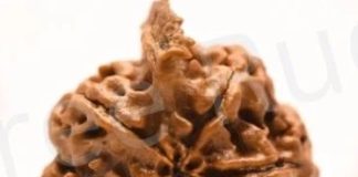 How Ganesh Mukhi Rudraksha Benefits Can Improve Your Career and Financial Luck ganesh mukhi rudraksha benefits