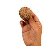 Essential information about how to identify fake rudraksha correctly how to identify fake rudraksha