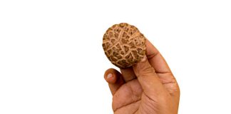 Essential information about how to identify fake rudraksha correctly how to identify fake rudraksha