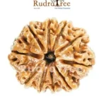 Why people around me keep talking about beads and belief Certified Rudraksha in Sahakara Nagar